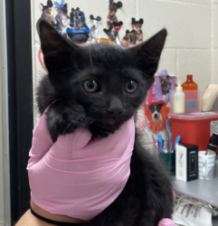 Shelter Stray Male Cat last seen Near Friendly Circle, El Cajon, CA, 92021, El Cajon, CA 92020