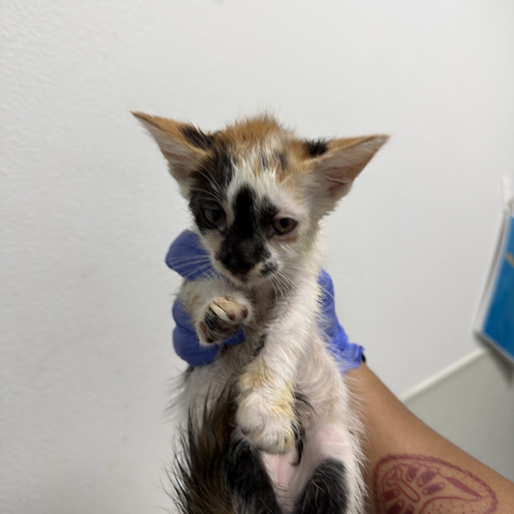 Shelter Stray Female Cat last seen Sebring Avenue, Santee, CA, 92071, San Diego, CA 92110