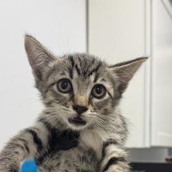 Shelter Stray Female Cat last seen Sebring Avenue, Santee, CA, 92071, San Diego, CA 92110