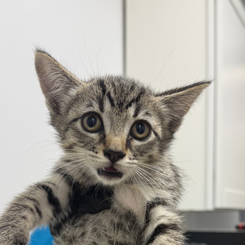 Shelter Stray Female Cat last seen Sebring Avenue, Santee, CA, 92071, San Diego, CA 92110