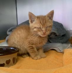 Shelter Stray Male Cat last seen Chestnut St, LIVERMORE, CA, 94551, Oakland, CA 94621