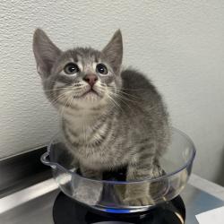 Shelter Stray Male Cat last seen Sebring Avenue, Santee, CA, 92071, San Diego, CA 92110