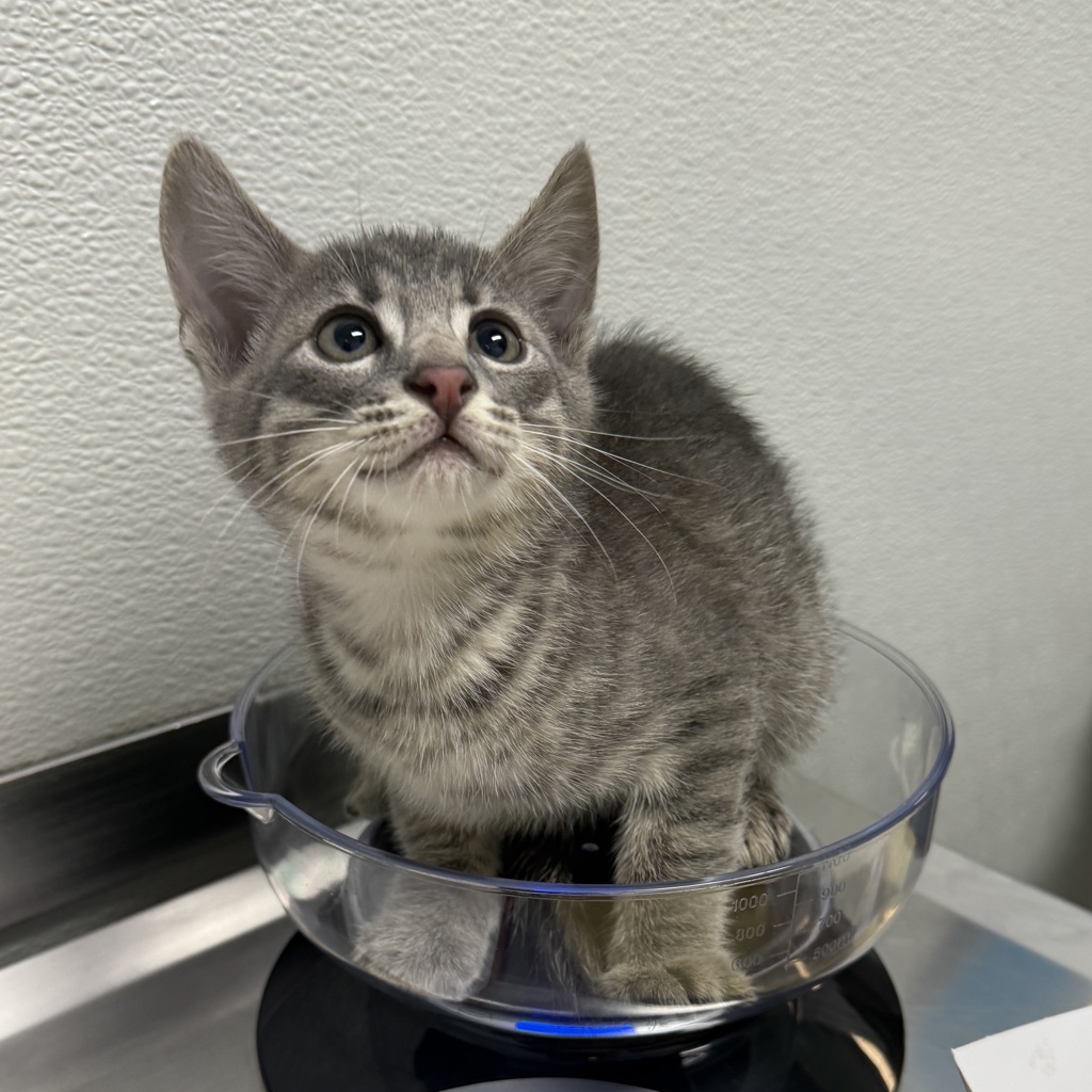 Shelter Stray Male Cat last seen Sebring Avenue, Santee, CA, 92071, San Diego, CA 92110