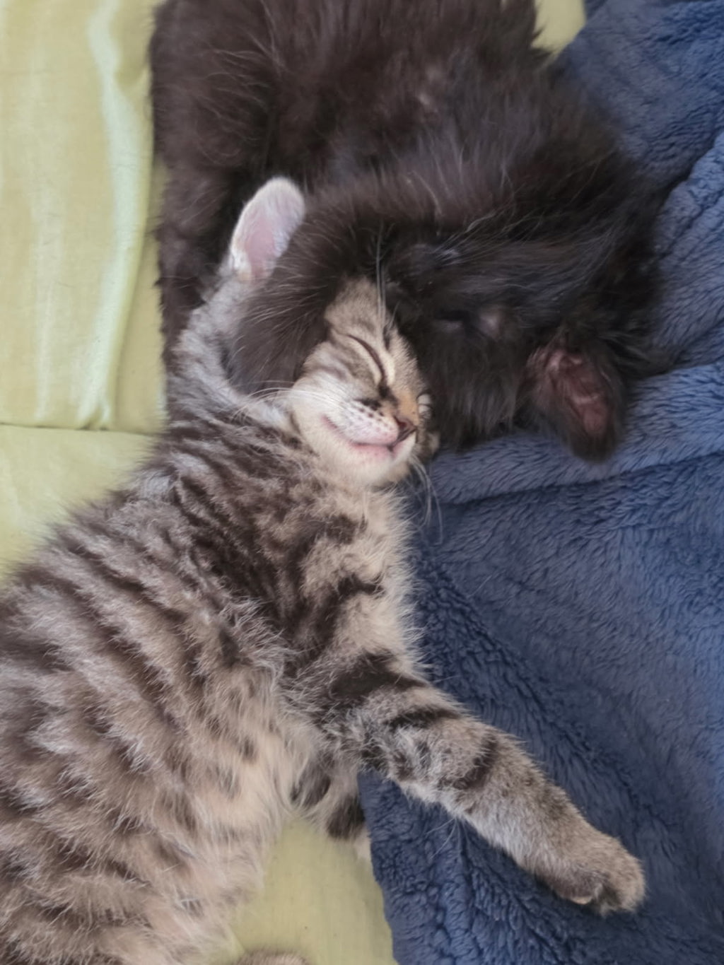 Shelter Stray Female Cat last seen Near Farview Street, El Cajon, CA, 92021, El Cajon, CA 92020