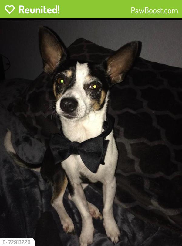 Reunited Male Dog last seen Nathan Ave and Grant Blvd, Lehigh Acres, FL 33974