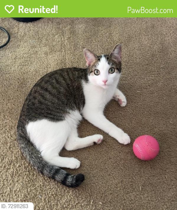 Reunited Female Cat last seen West Chester Pike, Upper Darby Township, PA 19082