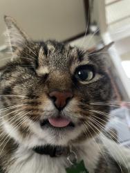 Lost Male Cat last seen Jamie Lee Drive or Oak Mountain Drive 77095, Houston, TX 77095