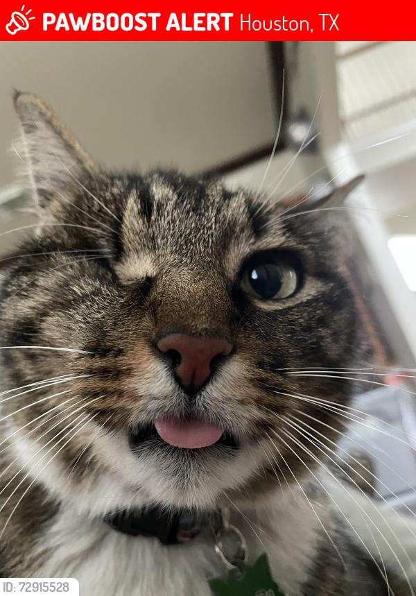 Lost Male Cat last seen Jamie Lee Drive or Oak Mountain Drive 77095, Houston, TX 77095