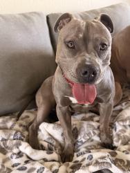 Found/Stray Female Dog last seen Seneca Rd., Victorville, CA 92395