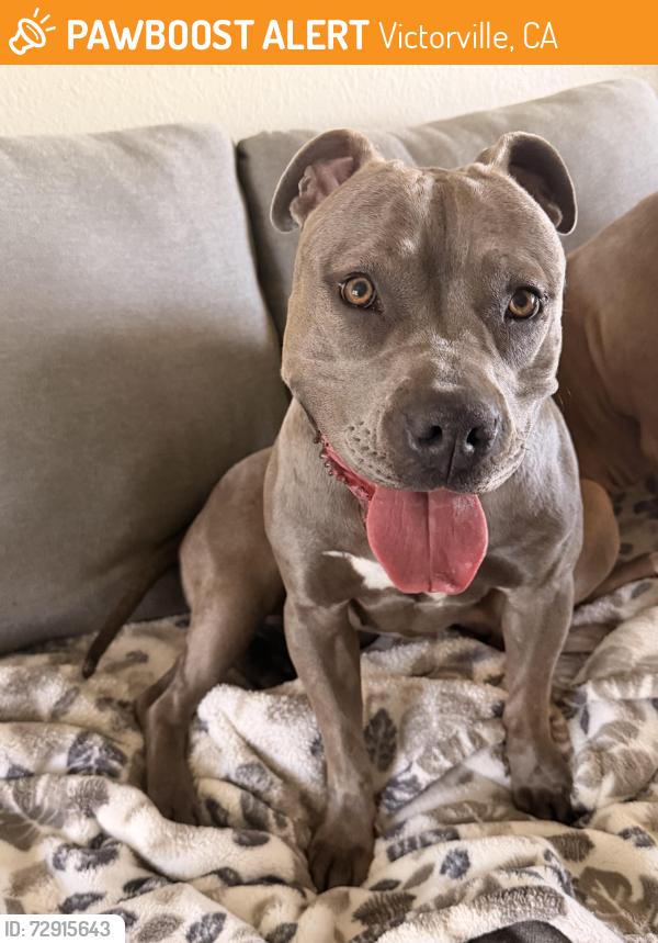 Found/Stray Female Dog last seen Seneca Rd., Victorville, CA 92395