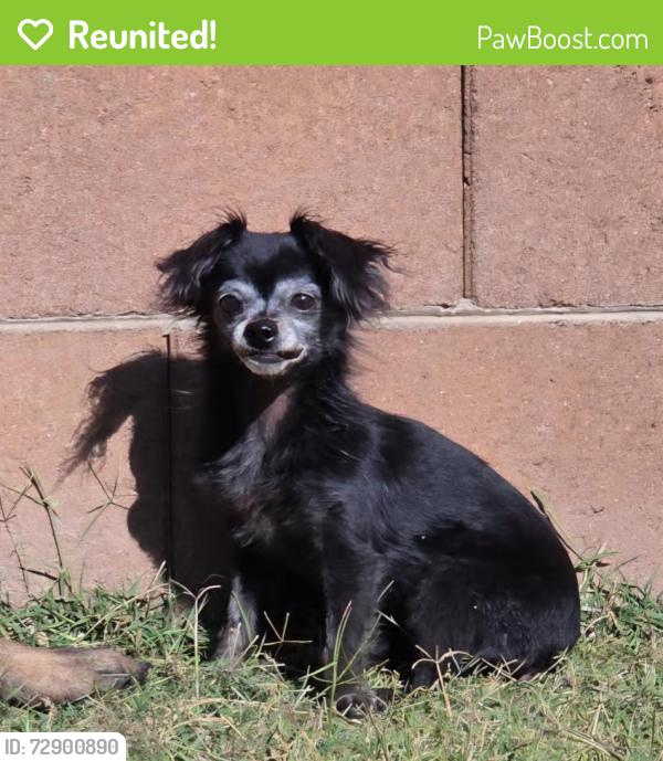 Reunited Female Dog last seen Sonoran flts North, Phoenix, AZ 85022