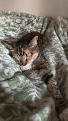Reunited Female Cat last seen Near casa de campo , San Mateo, CA 94403