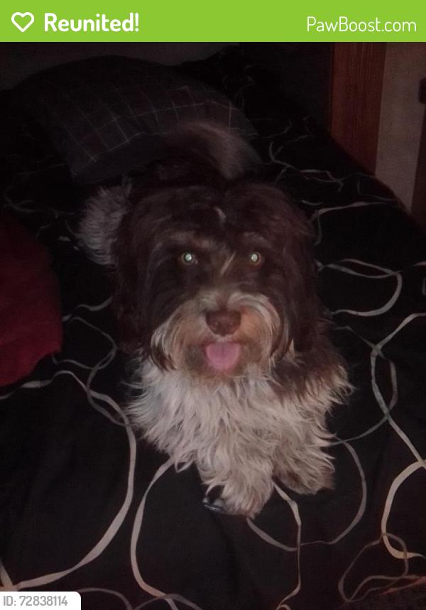 Reunited Female Dog last seen Busch,pine st,80904, Colorado Springs, CO 80904