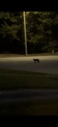 Found/Stray Unknown Cat last seen the corner of Dellwood Drive and Coventry Lane, Newport News, VA 23602