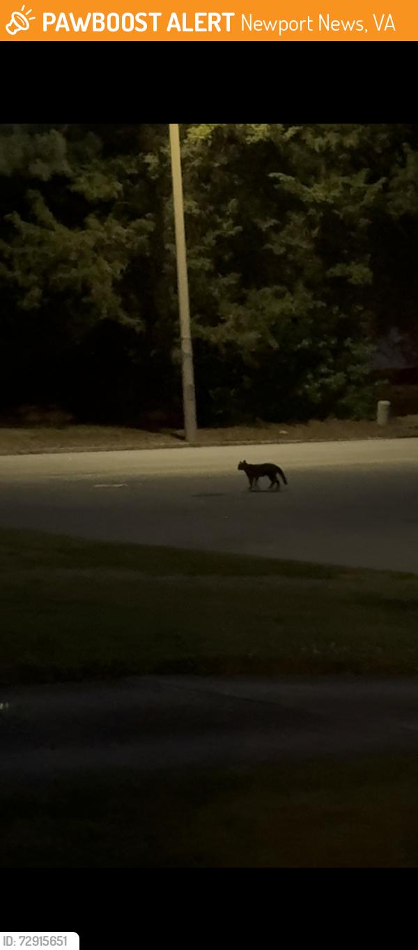 Found/Stray Unknown Cat last seen the corner of Dellwood Drive and Coventry Lane, Newport News, VA 23602