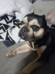 Lost Male Dog last seen Near Stanton Ave. Castro Valley CA. 94546, Castro Valley, CA 94546