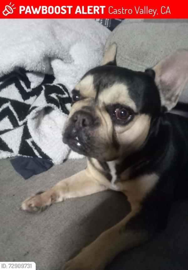 Lost Male Dog last seen Near Stanton Ave. Castro Valley CA. 94546, Castro Valley, CA 94546