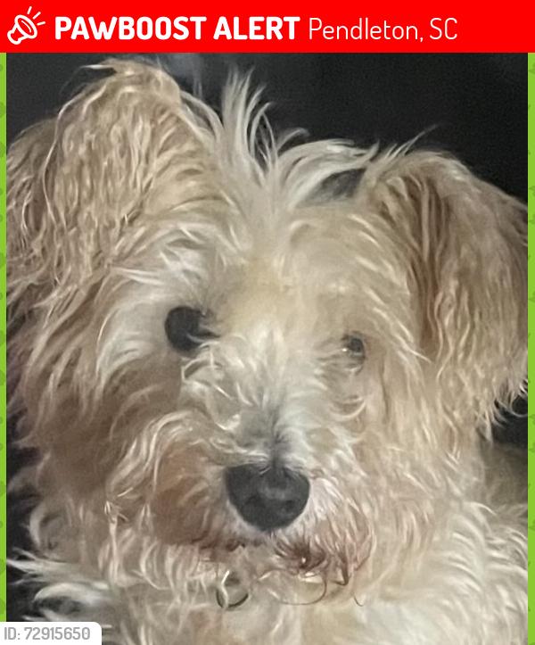 Lost Female Dog last seen Five forks road , Pendleton, SC 29670