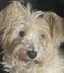 Lost Female Dog last seen Five forks road , Pendleton, SC 29670