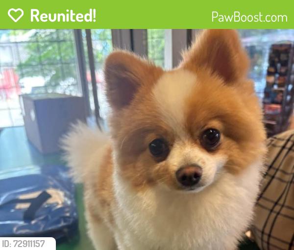 Reunited Male Dog last seen Rupert and Euclid Ave, Vancouver, BC V5R 2J8