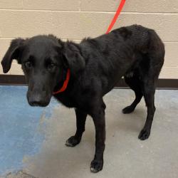Shelter Stray Male Dog last seen , Memphis, TN 38133