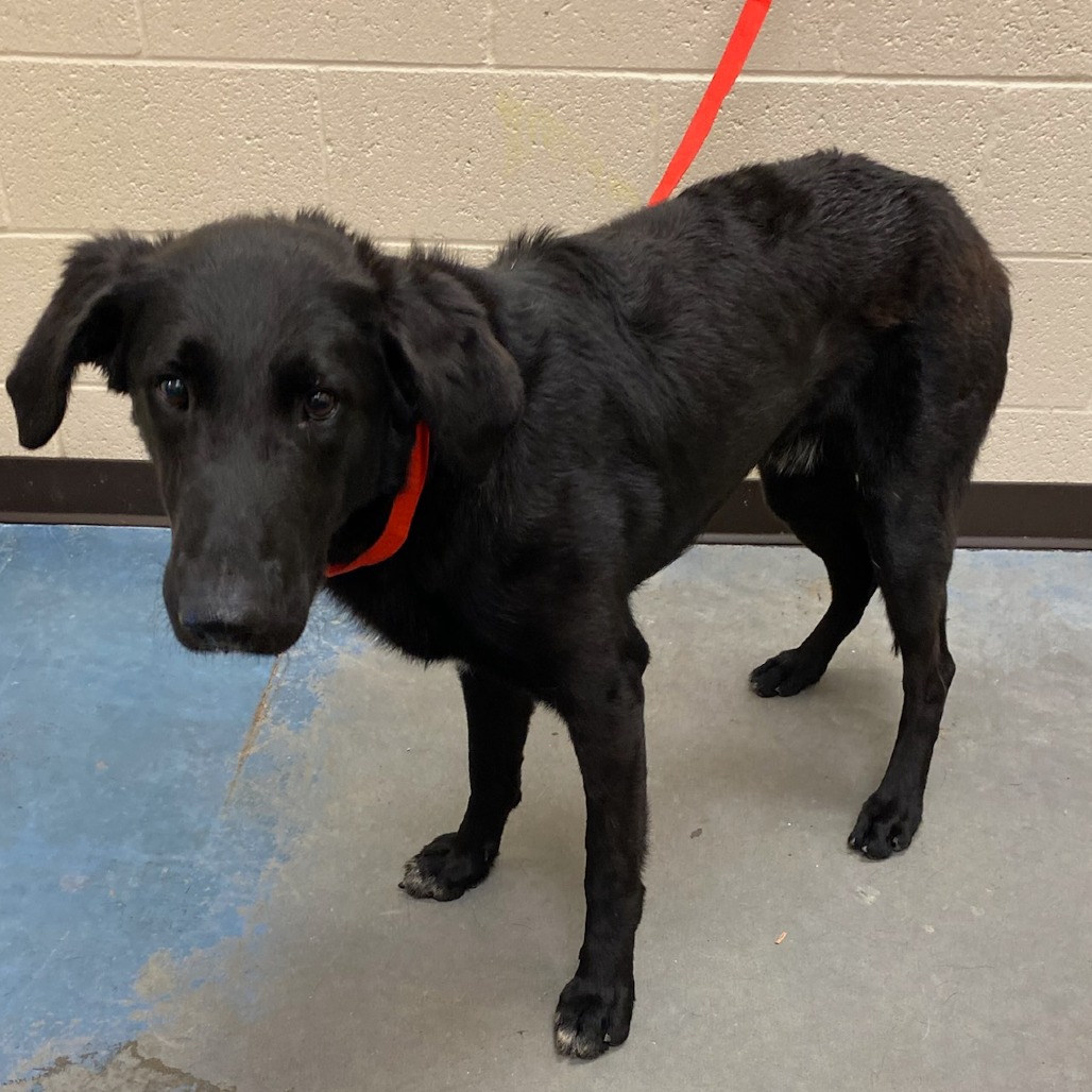 Shelter Stray Male Dog last seen , Memphis, TN 38133