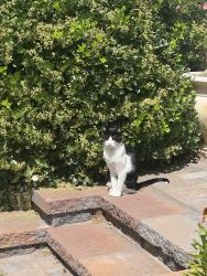 Reunited Male Cat last seen 10th and Cook, Denver, CO 80206