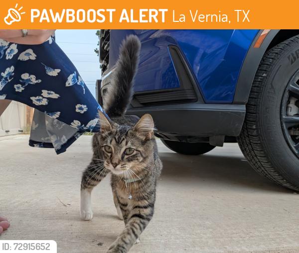 Found/Stray Female Cat last seen Lake Valley Circle, La Vernia, TX 78121
