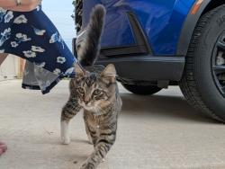 Found/Stray Female Cat last seen Lake Valley Circle, La Vernia, TX 78121