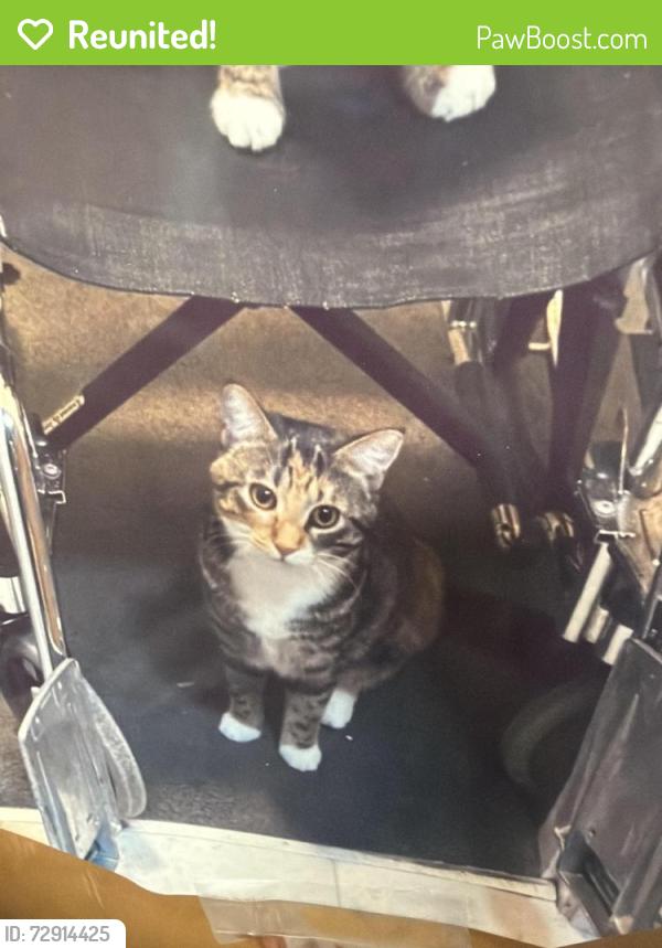 Reunited Female Cat last seen Telegraph rd, Bellingham, WA 98226
