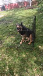 Reunited Male Dog last seen Near Ringwood St Charlotte NC 28208, Charlotte, NC 28208