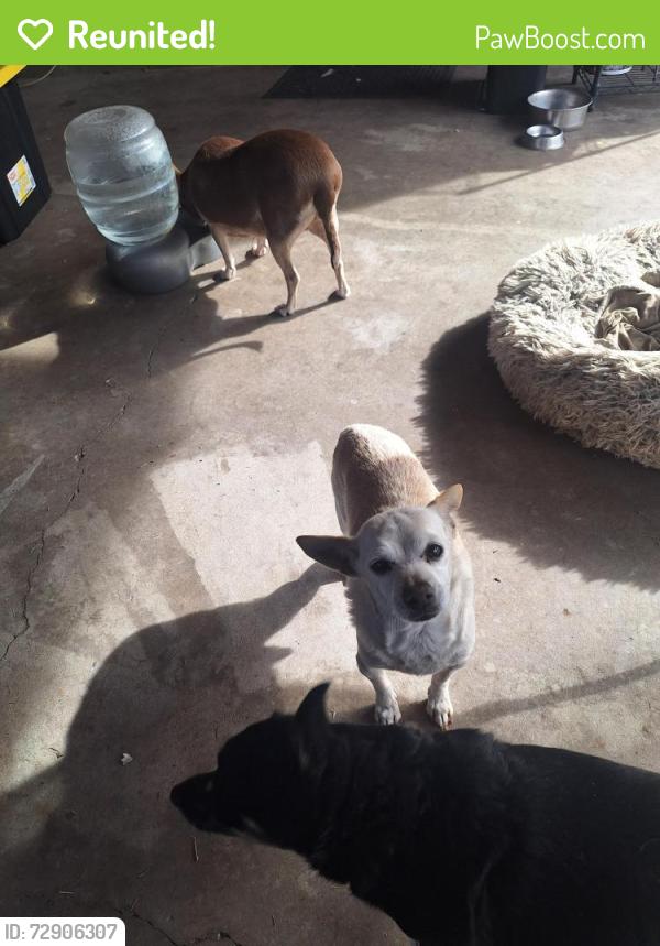 Reunited Male Dog last seen 53rd Av & W. ENCANTO , PHX, Phoenix, AZ 85035