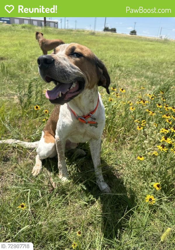 Reunited Male Dog last seen 41st and 129th, Tulsa, OK 74134