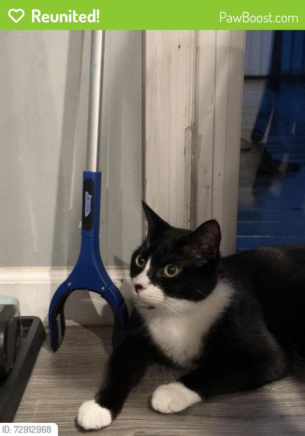 Reunited Male Cat last seen Near pisgah marbury rd, Marbury, MD 20658