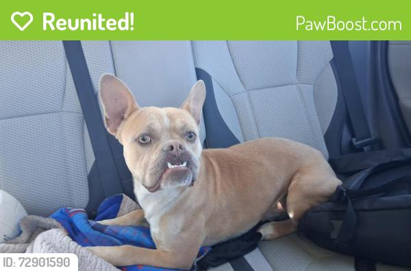 Reunited Male Dog last seen Casmalia and Ayala, Rialto, CA 92377