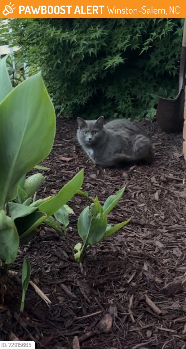 Found/Stray Female Cat last seen Peace haven and country club at arbor apmts , Winston-Salem, NC 27104