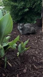 Found/Stray Female Cat last seen Peace haven and country club at arbor apmts , Winston-Salem, NC 27104