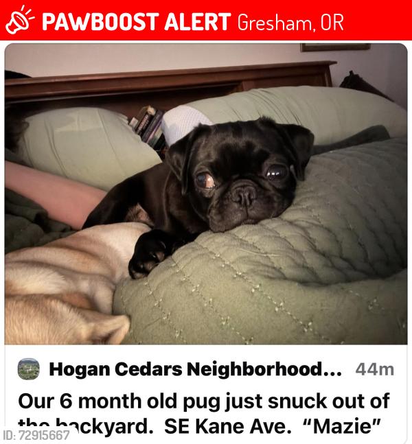 Lost Female Dog last seen SE Kane Ave and Hale, Gresham, OR 97080