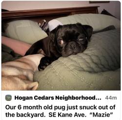 Lost Female Dog last seen SE Kane Ave and Hale, Gresham, OR 97080