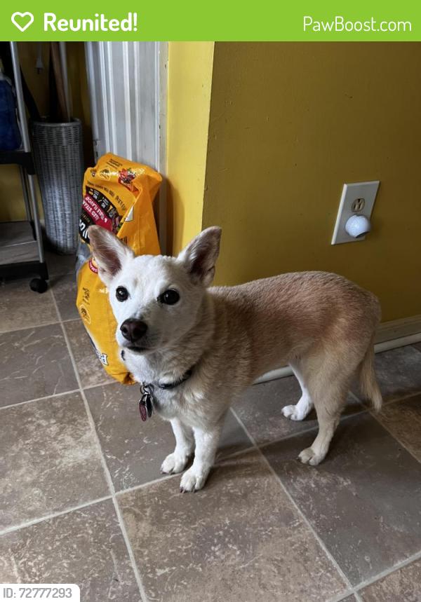 Reunited Female Dog last seen Chigwell Ct right before Culver Lane turns into Townfield Lane, Virginia Beach, VA 23454