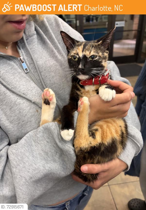 Found/Stray Female Cat last seen Tyvola, Charlotte, NC 28217