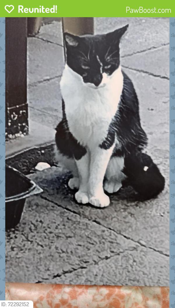Reunited Female Cat last seen Moog Rd and Berkshire st, Pasco County, FL 34690