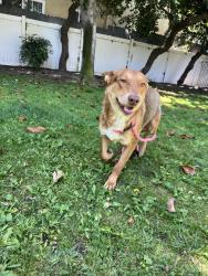 Lost Male Dog last seen Venice beach , Los Angeles, CA 90291