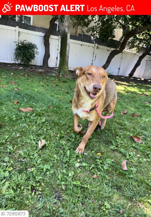 Lost Male Dog last seen Venice beach , Los Angeles, CA 90291