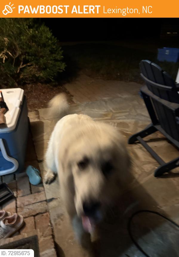 Found/Stray Unknown Dog last seen Turner rd , Lexington, NC 27292