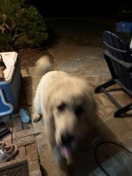 Found/Stray Unknown Dog last seen Turner rd , Lexington, NC 27292