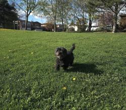 Reunited Female Dog last seen Albion and kipling, Toronto, ON M9V 1N1
