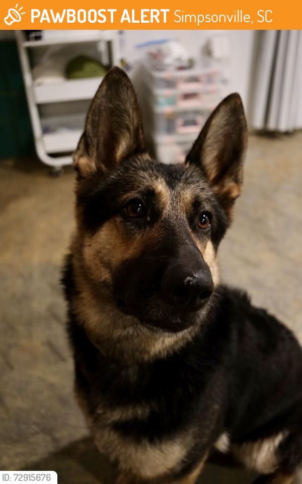 Found/Stray Unknown Dog last seen Spinx at Fairview and 418, Simpsonville, SC 29680