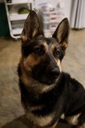 Found/Stray Unknown Dog last seen Spinx at Fairview and 418, Simpsonville, SC 29680
