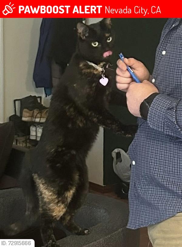 Lost Female Cat last seen Indian flat Road, Nevada City, CA 95959